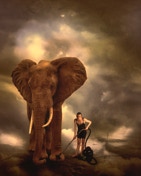 Cleaning the elephant